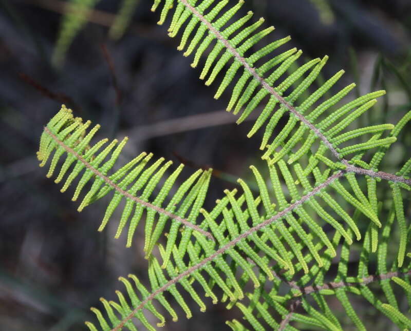 Image of Gleichenia dicarpa R. Br.