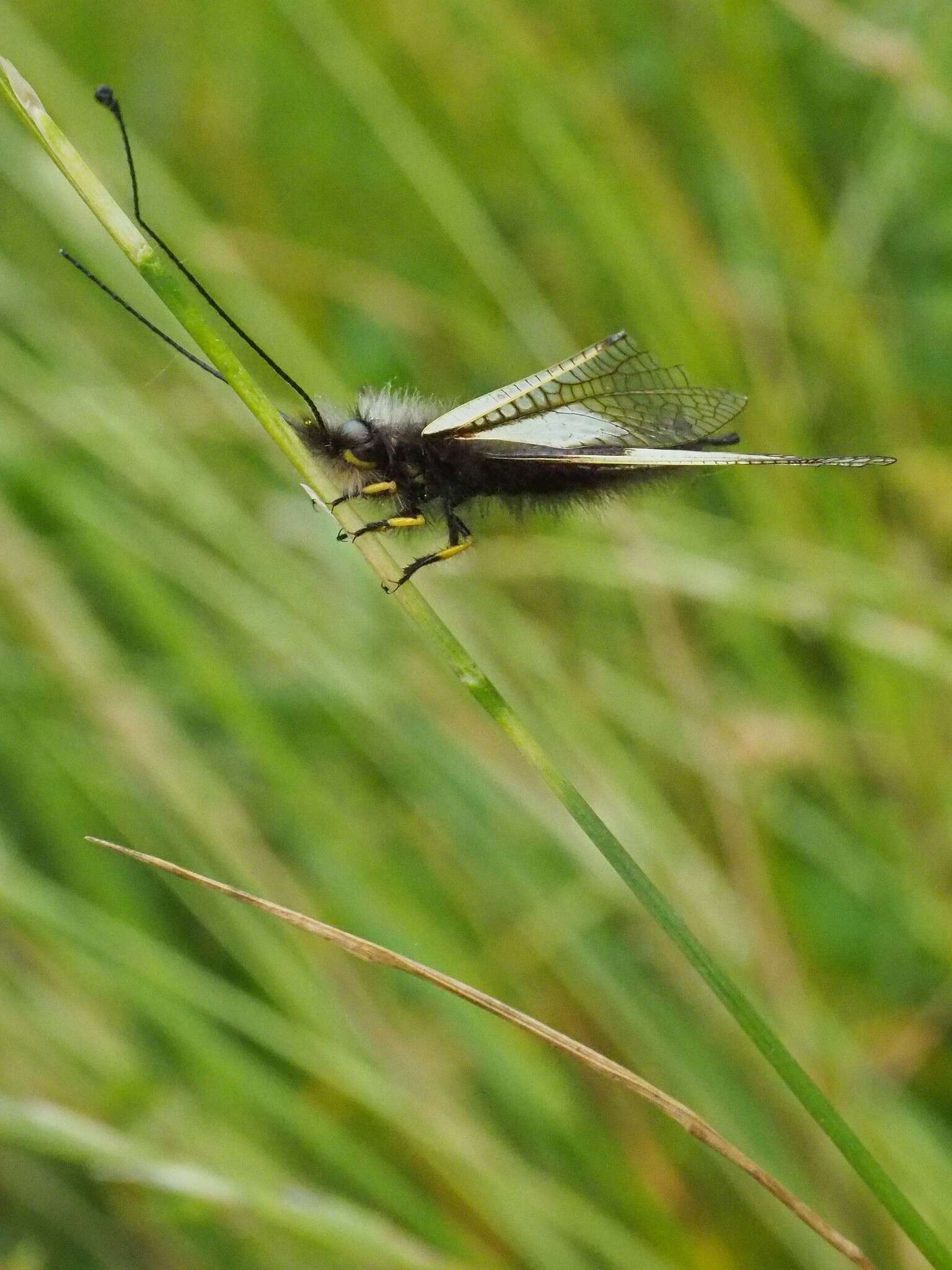 Image of Owly sulphur