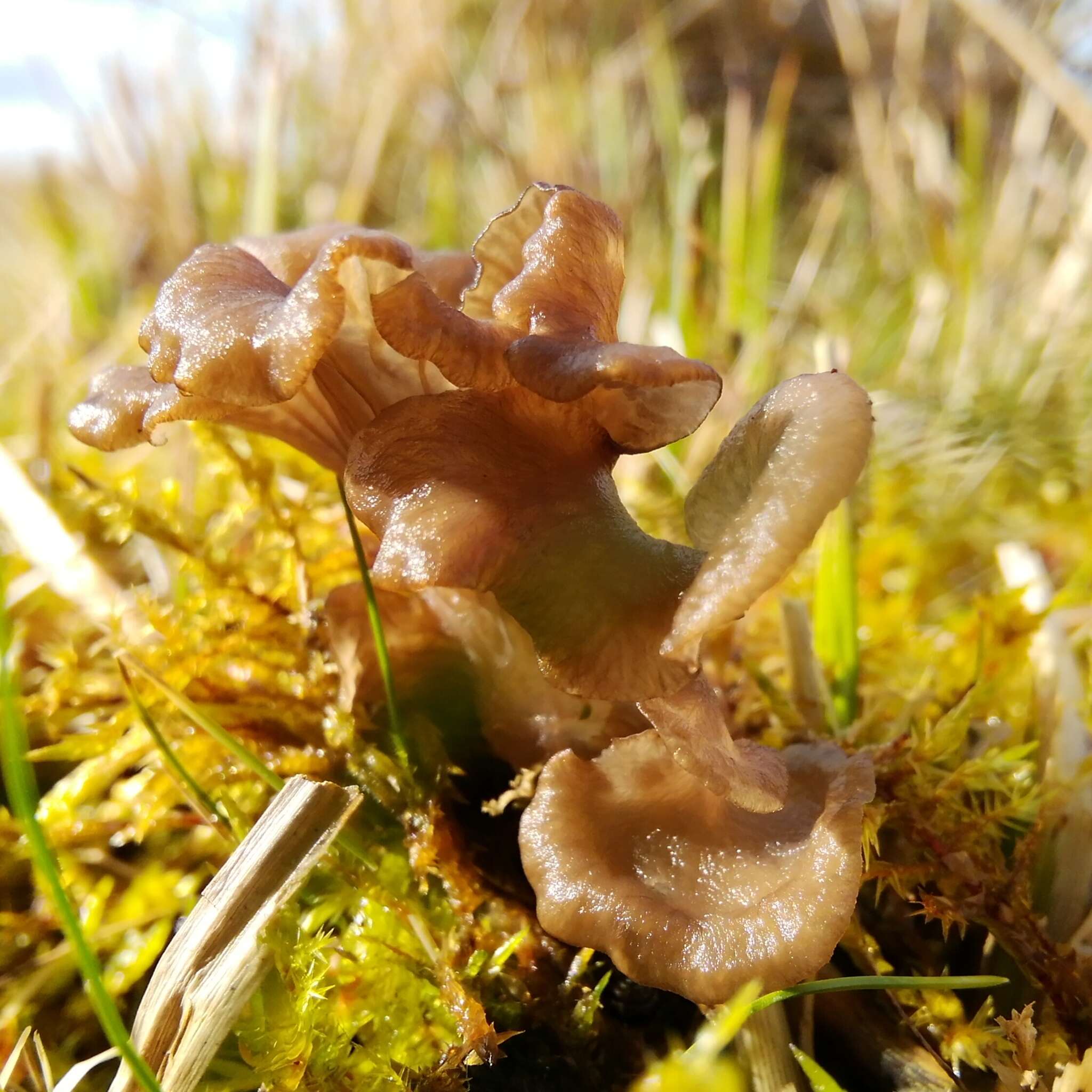 Image of Arrhenia lobata (Pers.) Kühner & Lamoure ex Redhead 1984