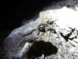 Image of Berber Toad