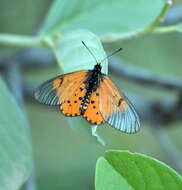 Image of Acraea horta Linnaeus 1764