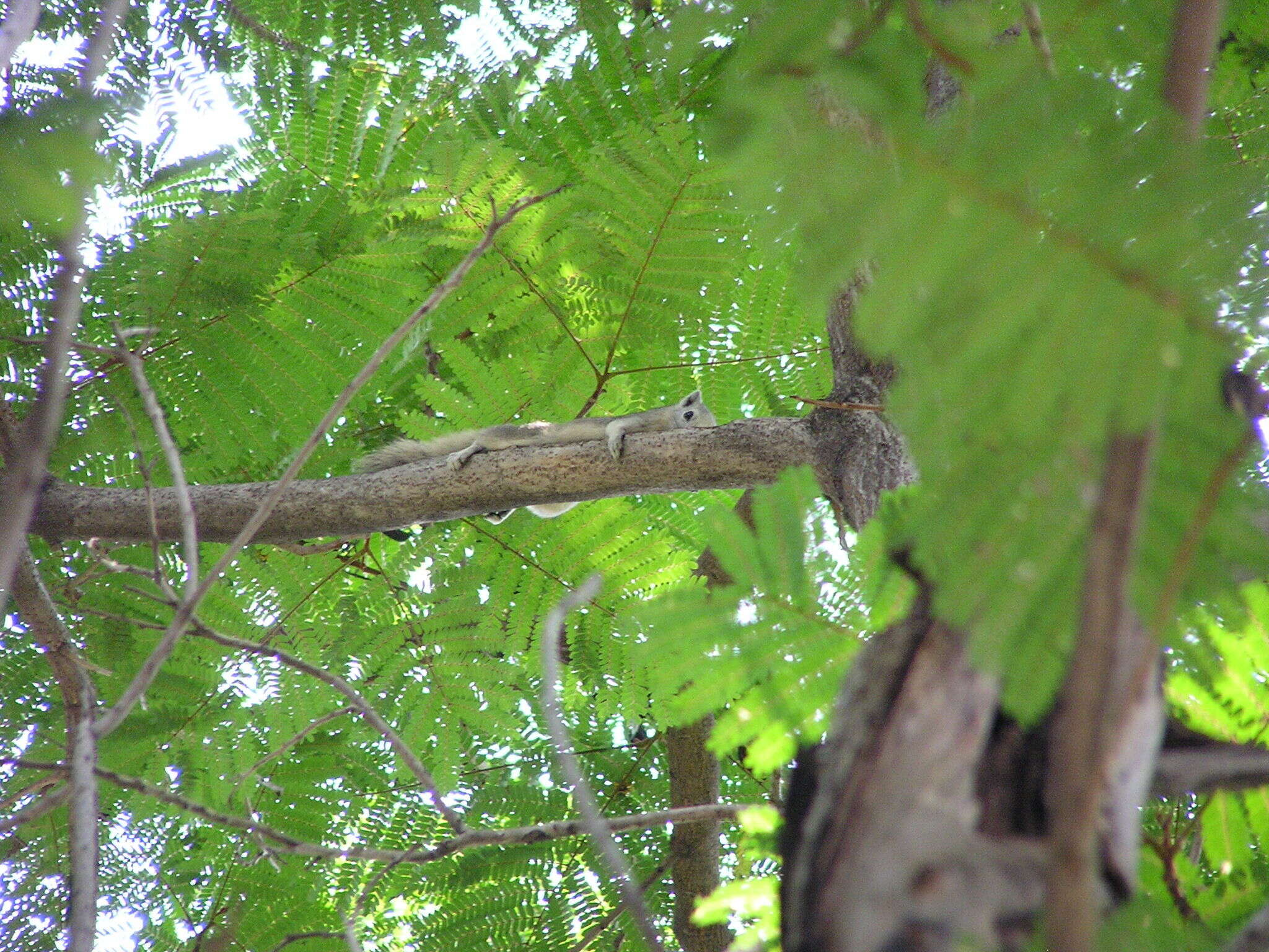 Image of Finlayson’s Squirrel