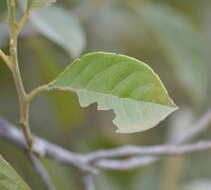 Image of Garden Acraea
