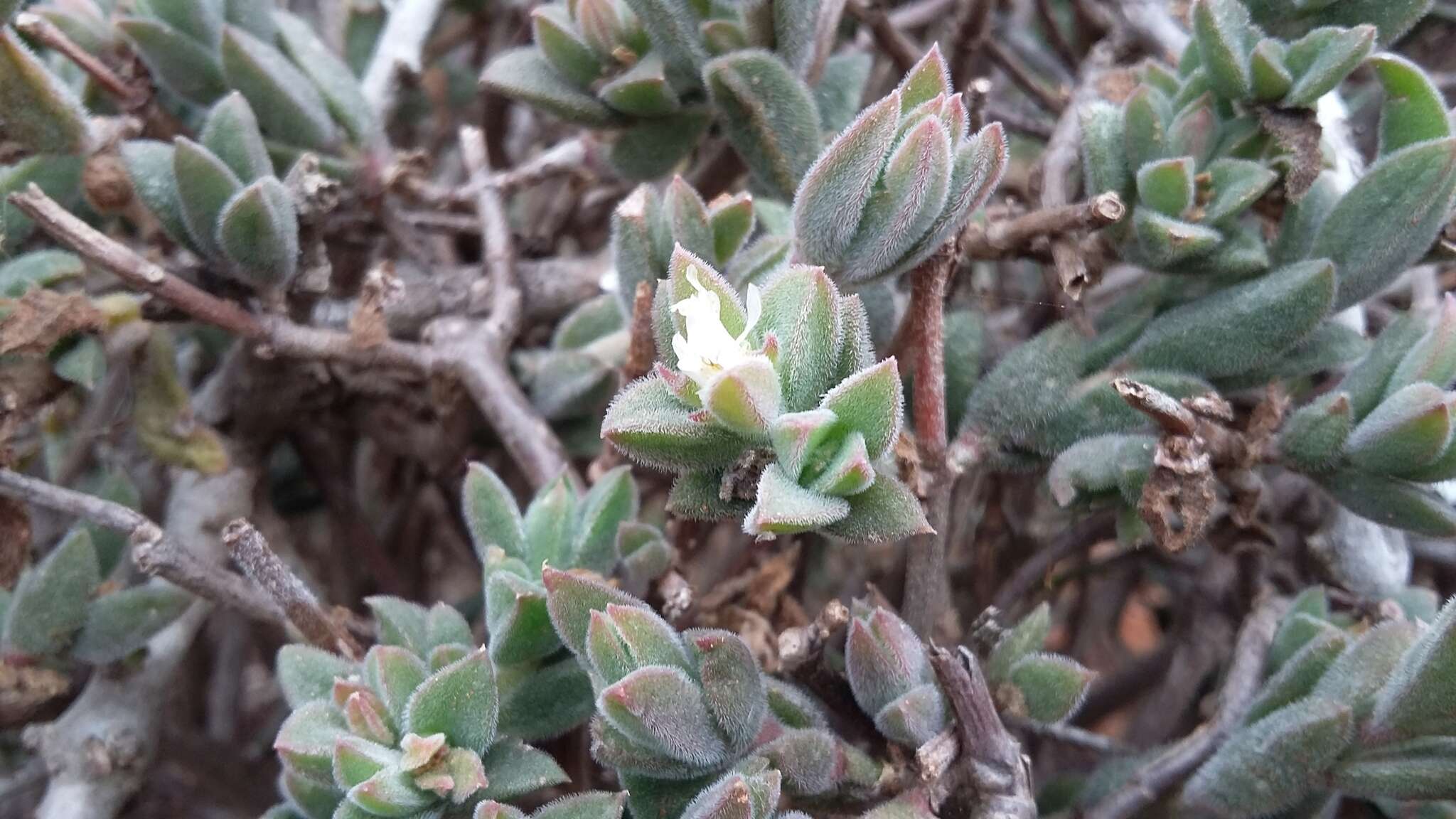 Image of Delosperma invalidum (N. E. Br.) N. E. K. Hartmann