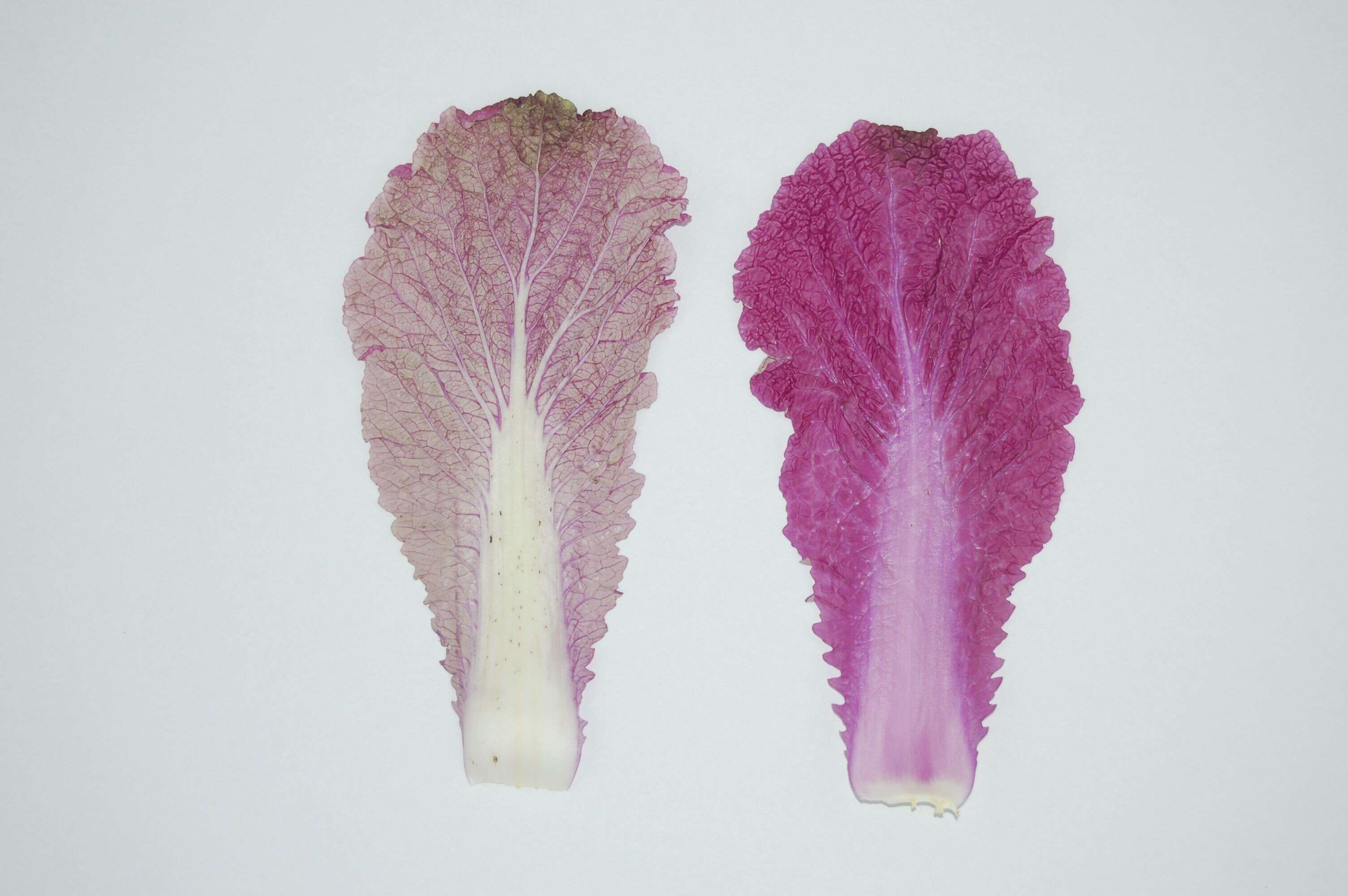 Image of Napa cabbage