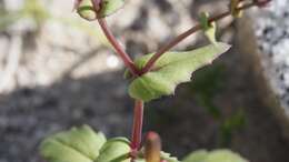 Image of Mojave ragwort