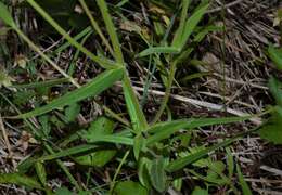 Imagem de Phlox pilosa subsp. ozarkana (Wherry) Wherry