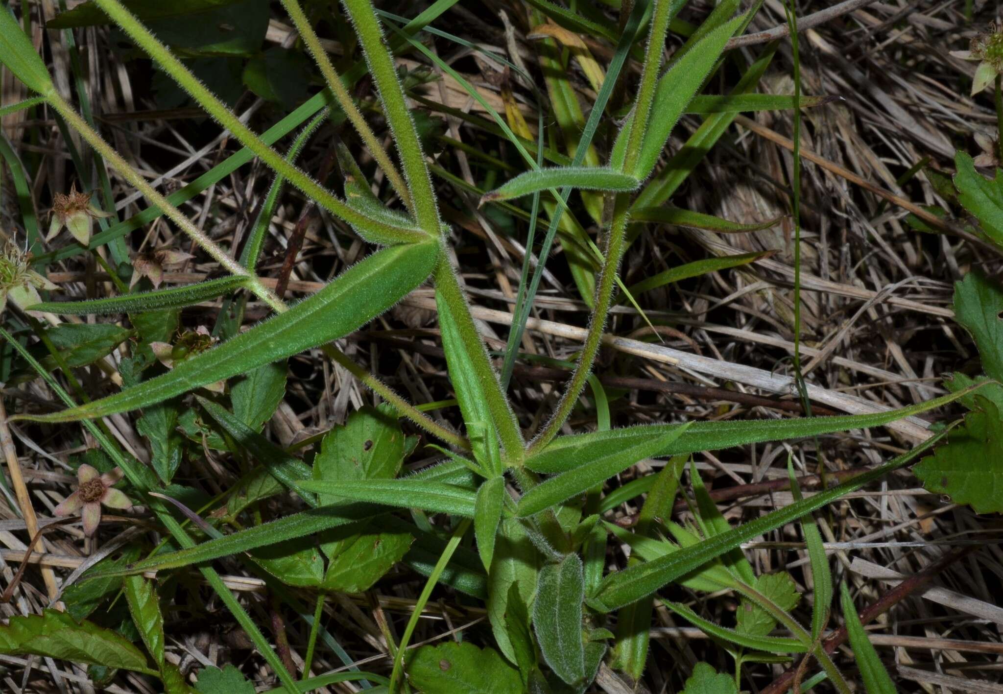 Sivun Phlox pilosa subsp. ozarkana (Wherry) Wherry kuva