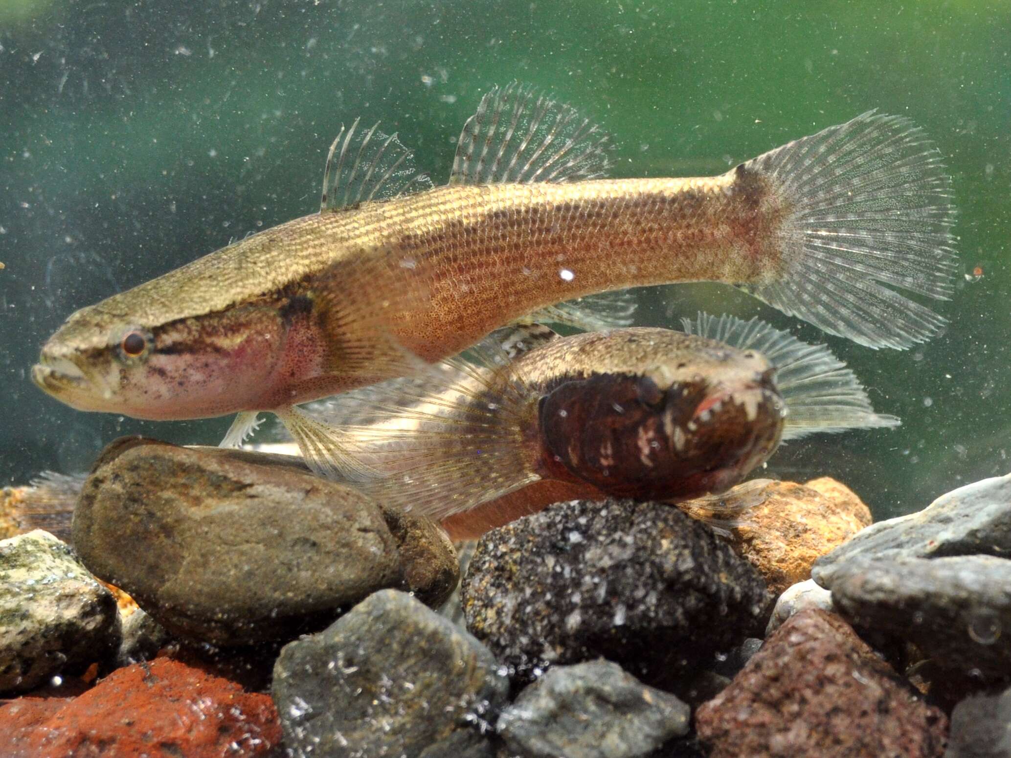 Image of Brown Spinecheek Gudgeon