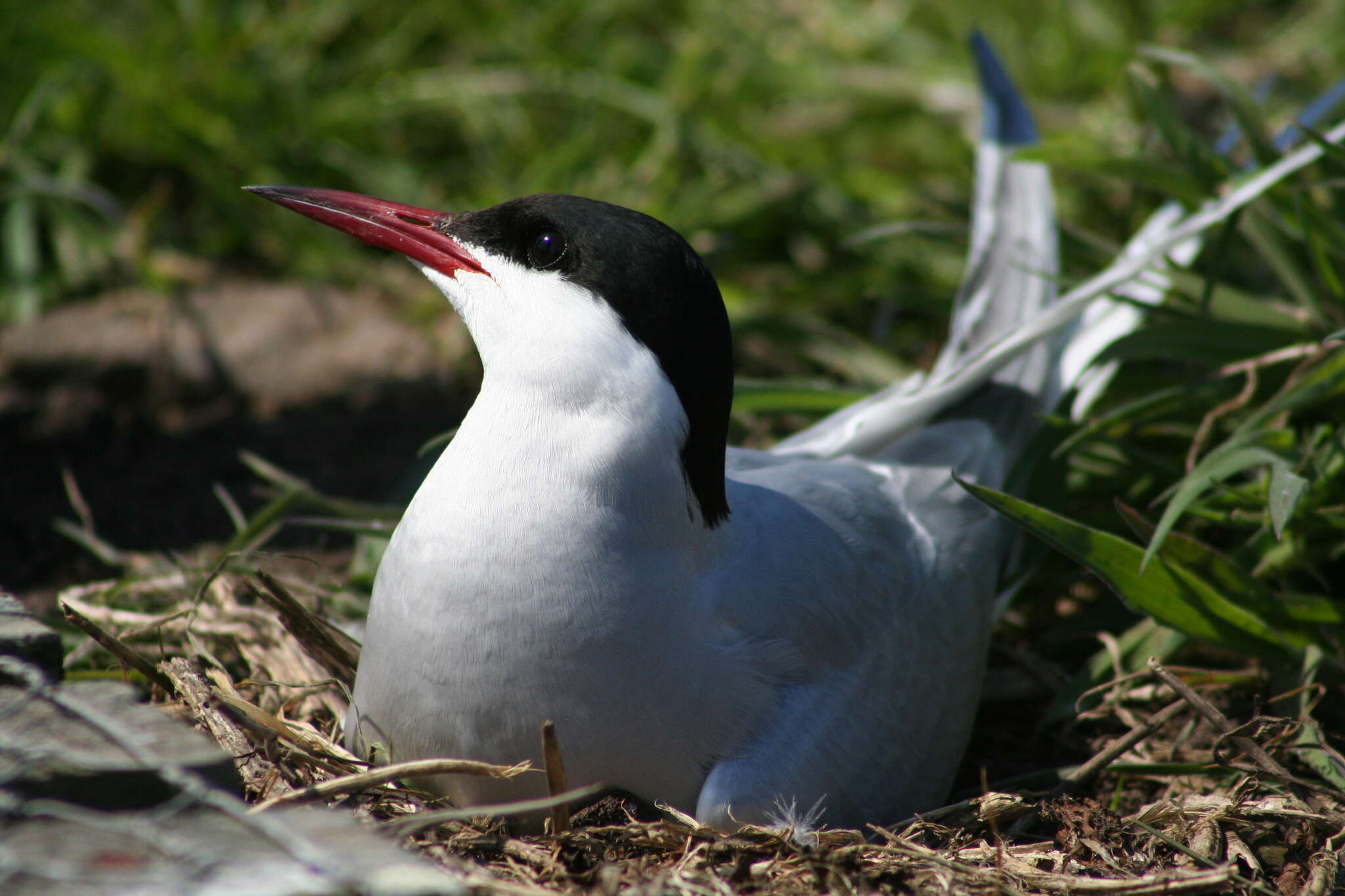 Image of Arctic Tern