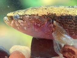 Image of Brown Spinecheek Gudgeon