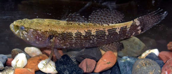 Image of Brown Spinecheek Gudgeon