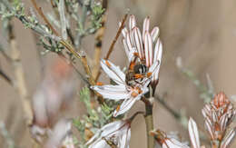 Image of Eucera gracilipes Pérez 1895