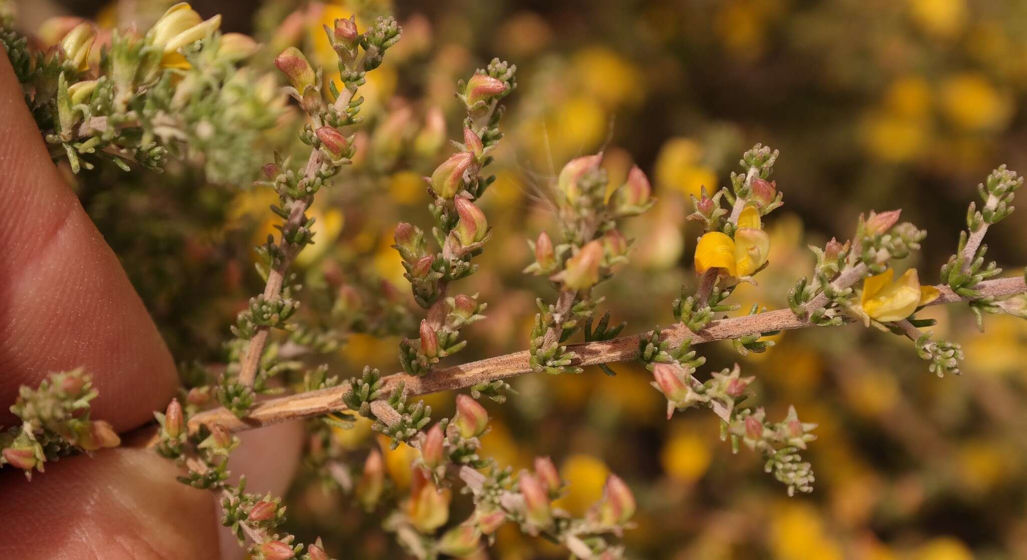 Image of Aspalathus wurmbeana E. Mey.