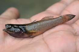 Image of Brown Spinecheek Gudgeon