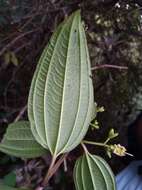 Image of Amphorocalyx latifolius H. Perrier