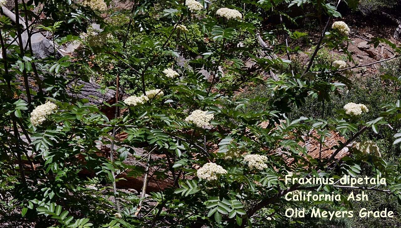 Plancia ëd Sorbus californica Greene