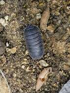 Image of Armadillidium pallasii Brandt 1833