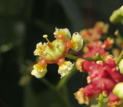 Image of Lophopetalum wightianum Arn.