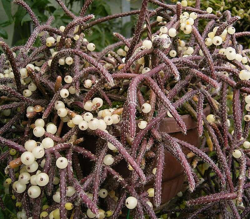 Слика од Rhipsalis baccifera (Sol. ex J. M. Mill.) Stearn