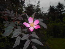 Plancia ëd Rosa glauca Pourret