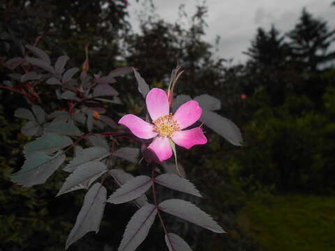 Image of Rosa glauca Pourret