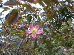 Plancia ëd Rosa glauca Pourret