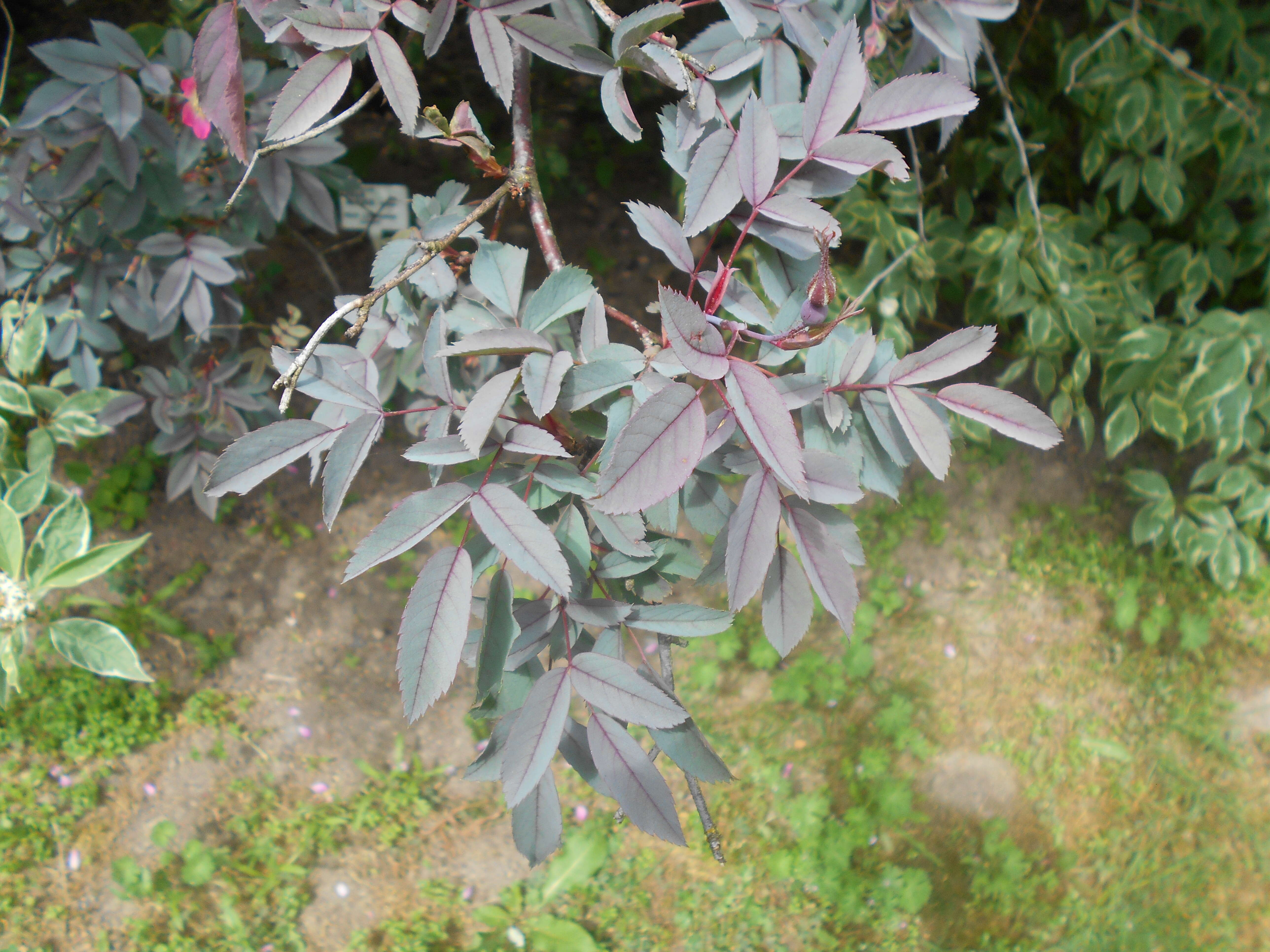 Plancia ëd Rosa glauca Pourret