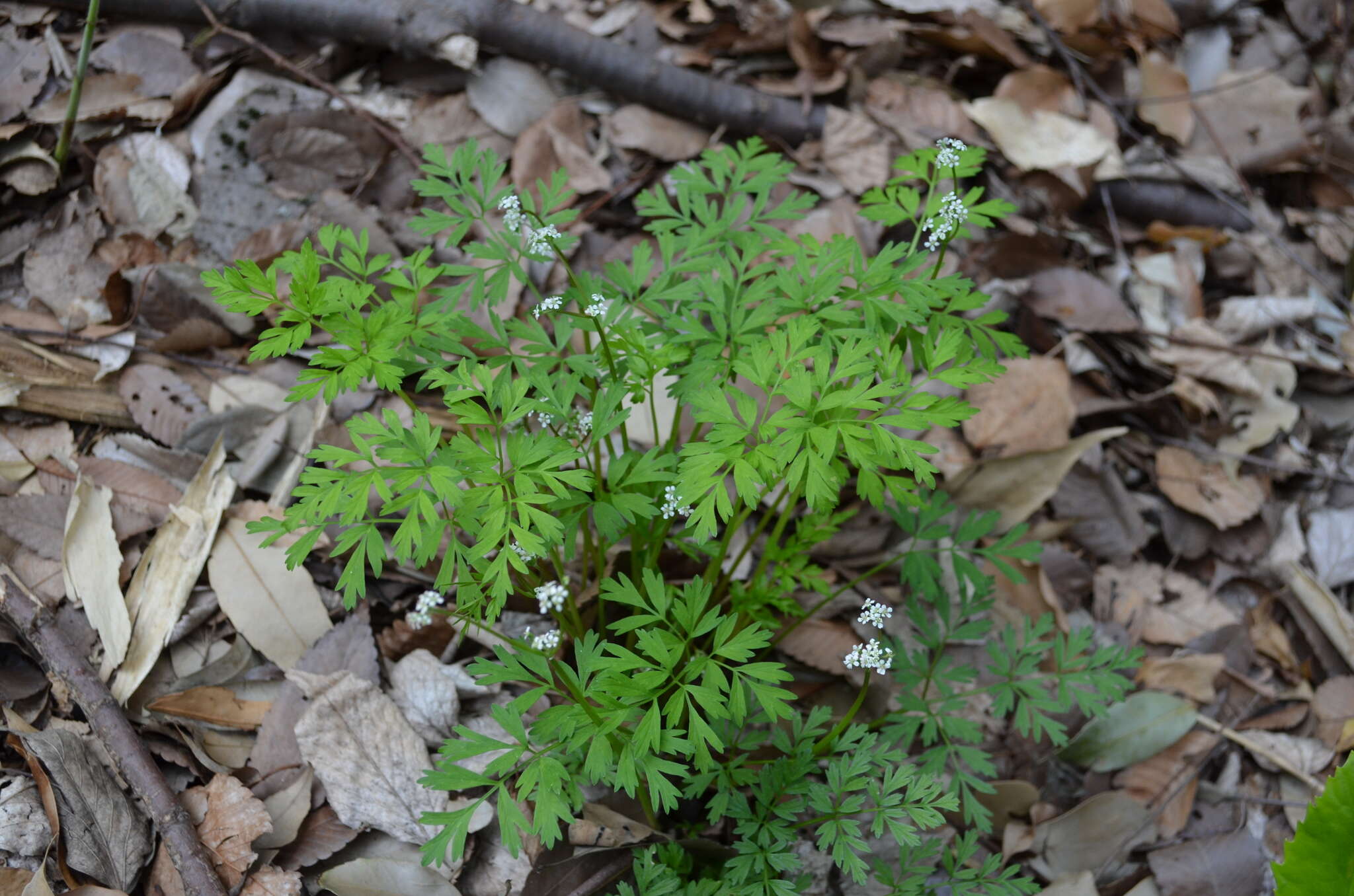 Image of Aegopodium decumbens (Thunb. ex Murray) Pimenov & Zakharova