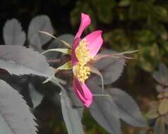 Plancia ëd Rosa glauca Pourret