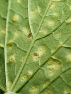 Image de Puccinia convolvuli (Pers.) Castagne 1842