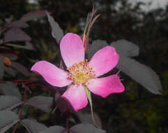 Plancia ëd Rosa glauca Pourret