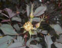 Plancia ëd Rosa glauca Pourret