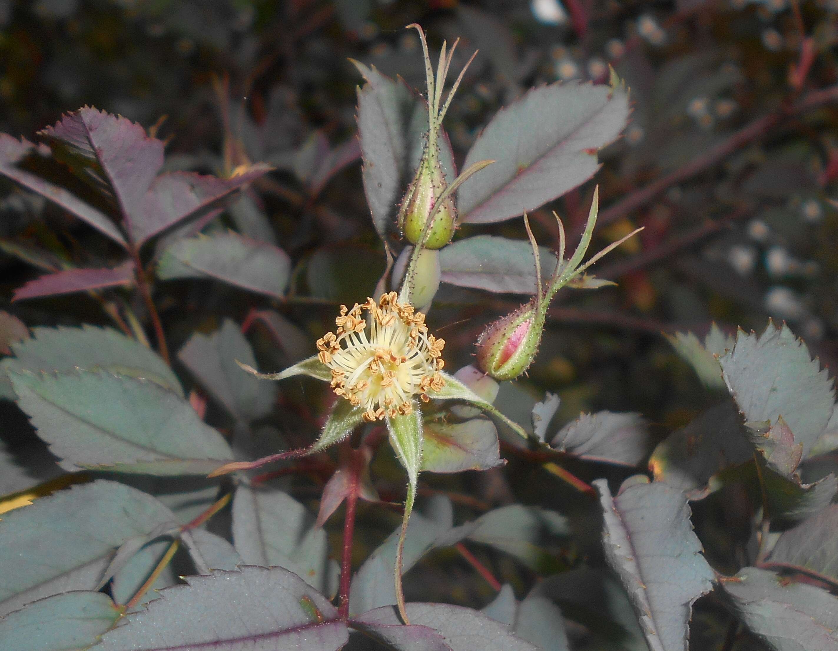 Plancia ëd Rosa glauca Pourret