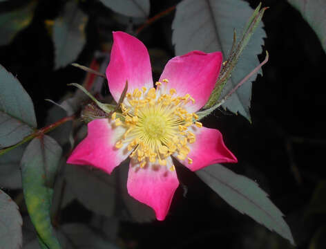 Image of Rosa glauca Pourret