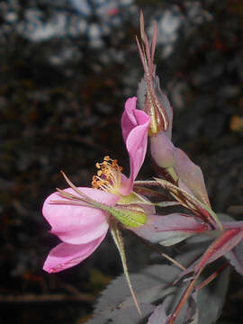 Plancia ëd Rosa glauca Pourret