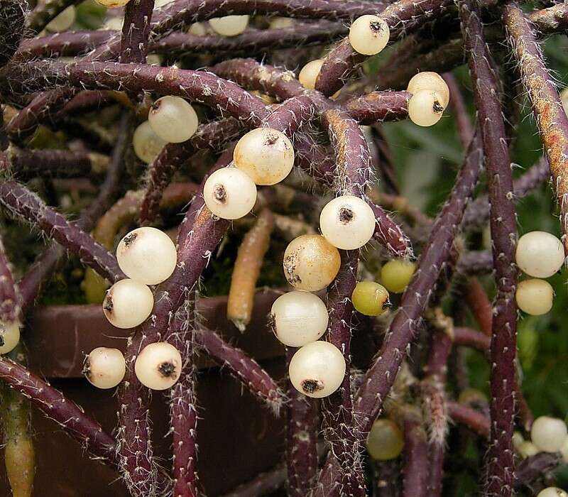 Слика од Rhipsalis baccifera (Sol. ex J. M. Mill.) Stearn