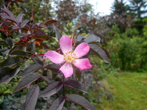 Image of Rosa glauca Pourret