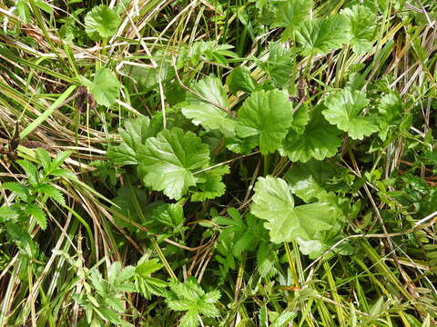 Image of Henderson's Checkerbloom