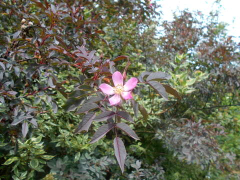 Image of Rosa glauca Pourret