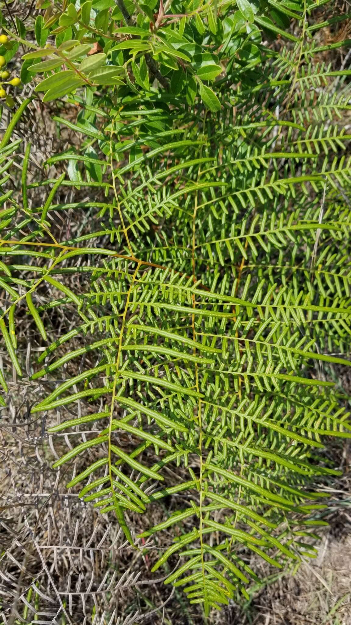 Sivun Pteridium caudatum (L.) Maxon kuva