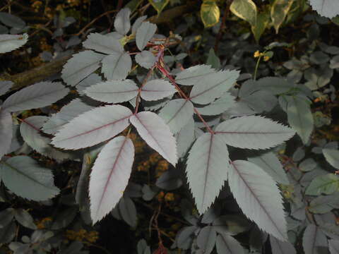 Image of Rosa glauca Pourret