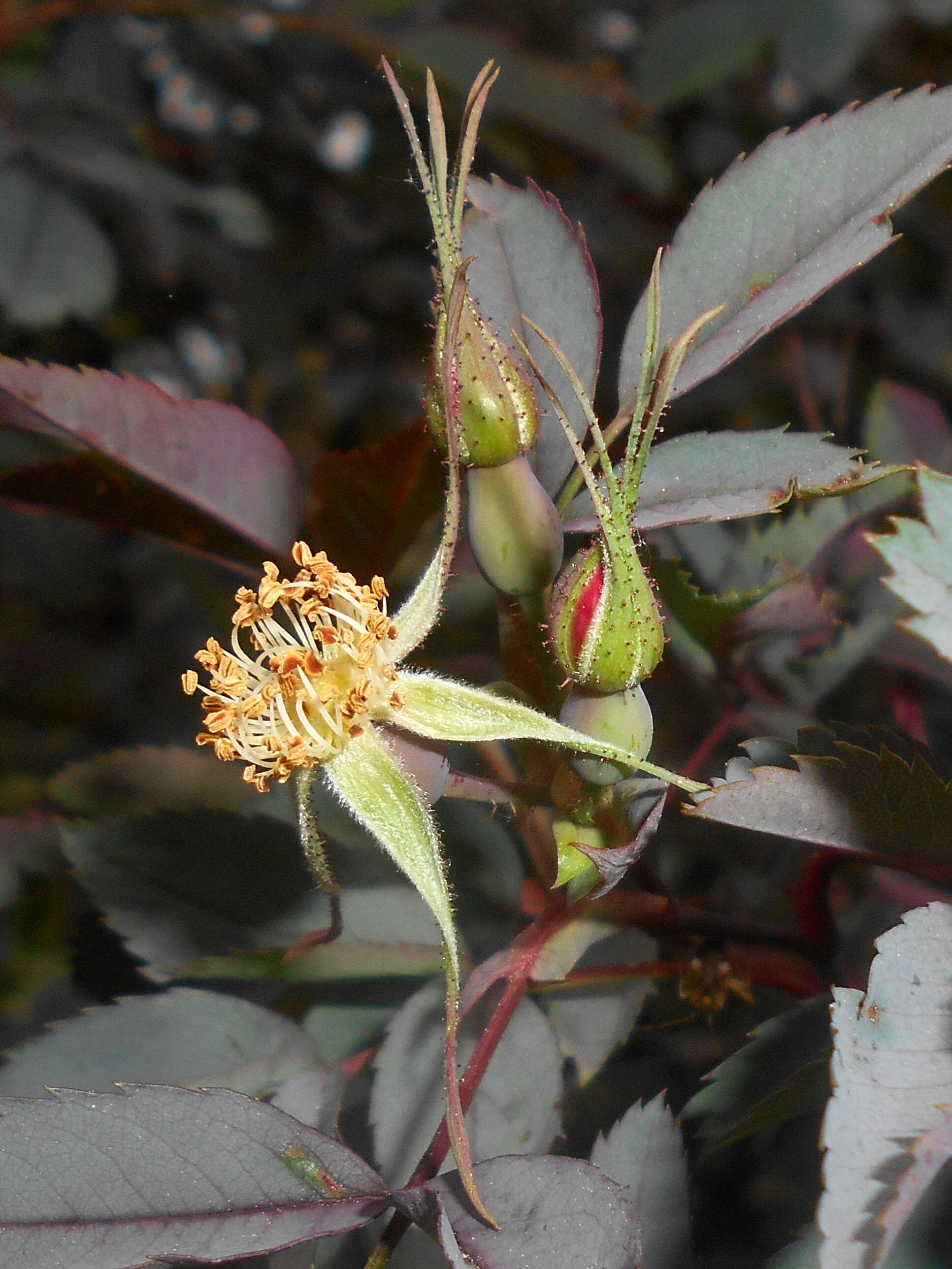 Plancia ëd Rosa glauca Pourret