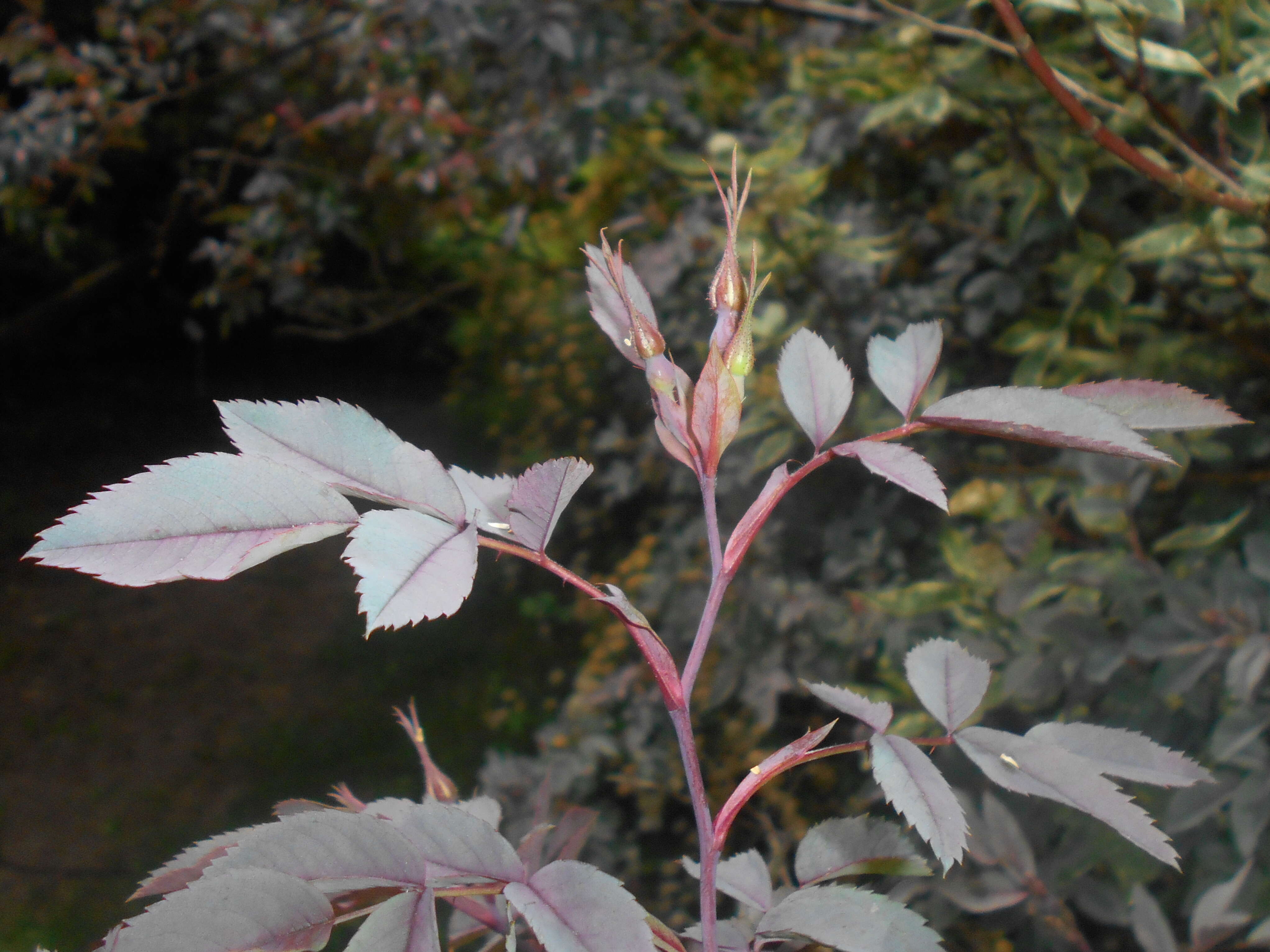 Plancia ëd Rosa glauca Pourret