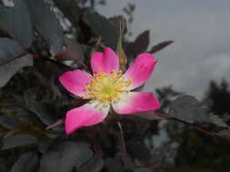 Plancia ëd Rosa glauca Pourret