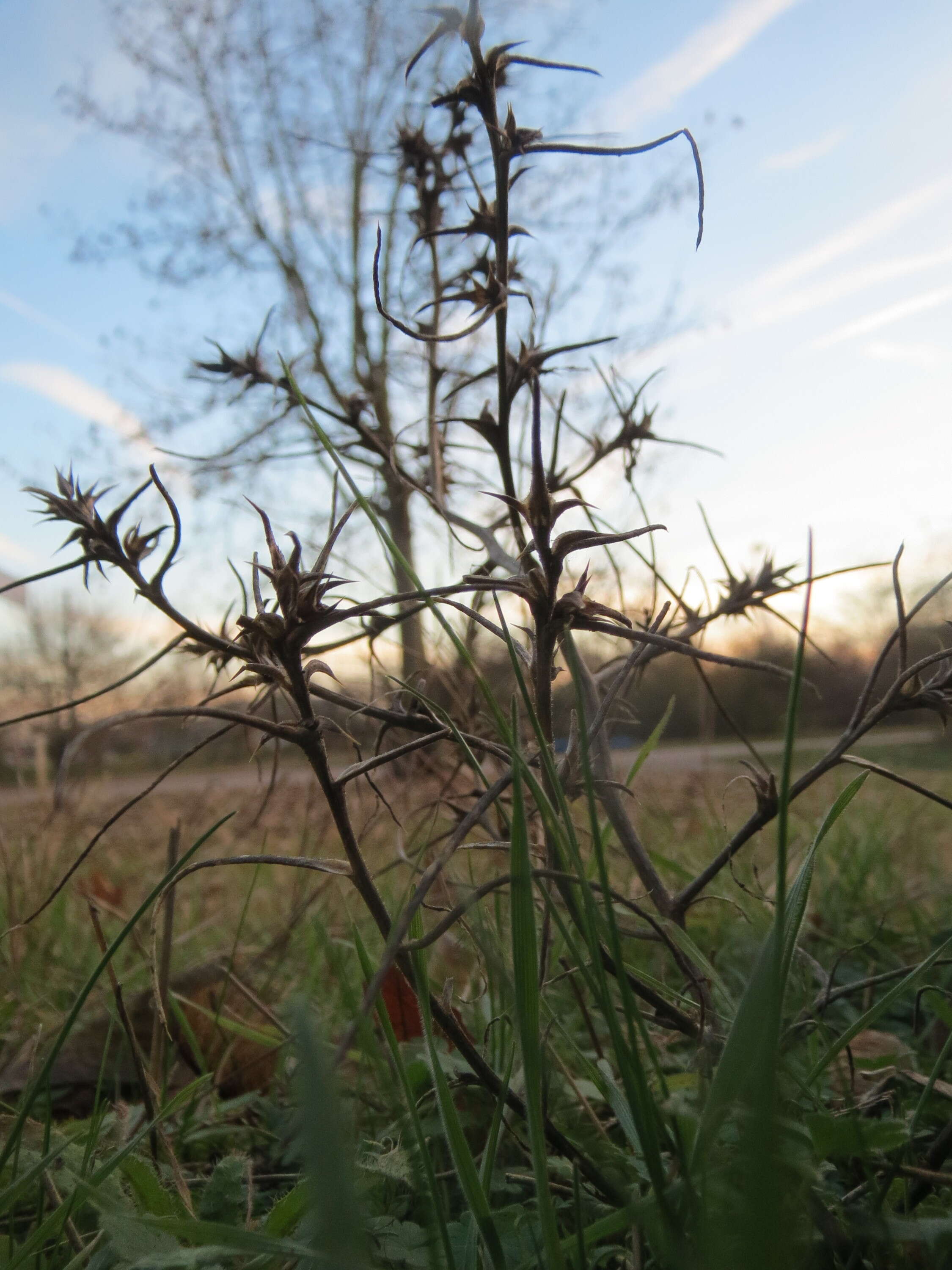 Image of Prickly Russian-Thistle