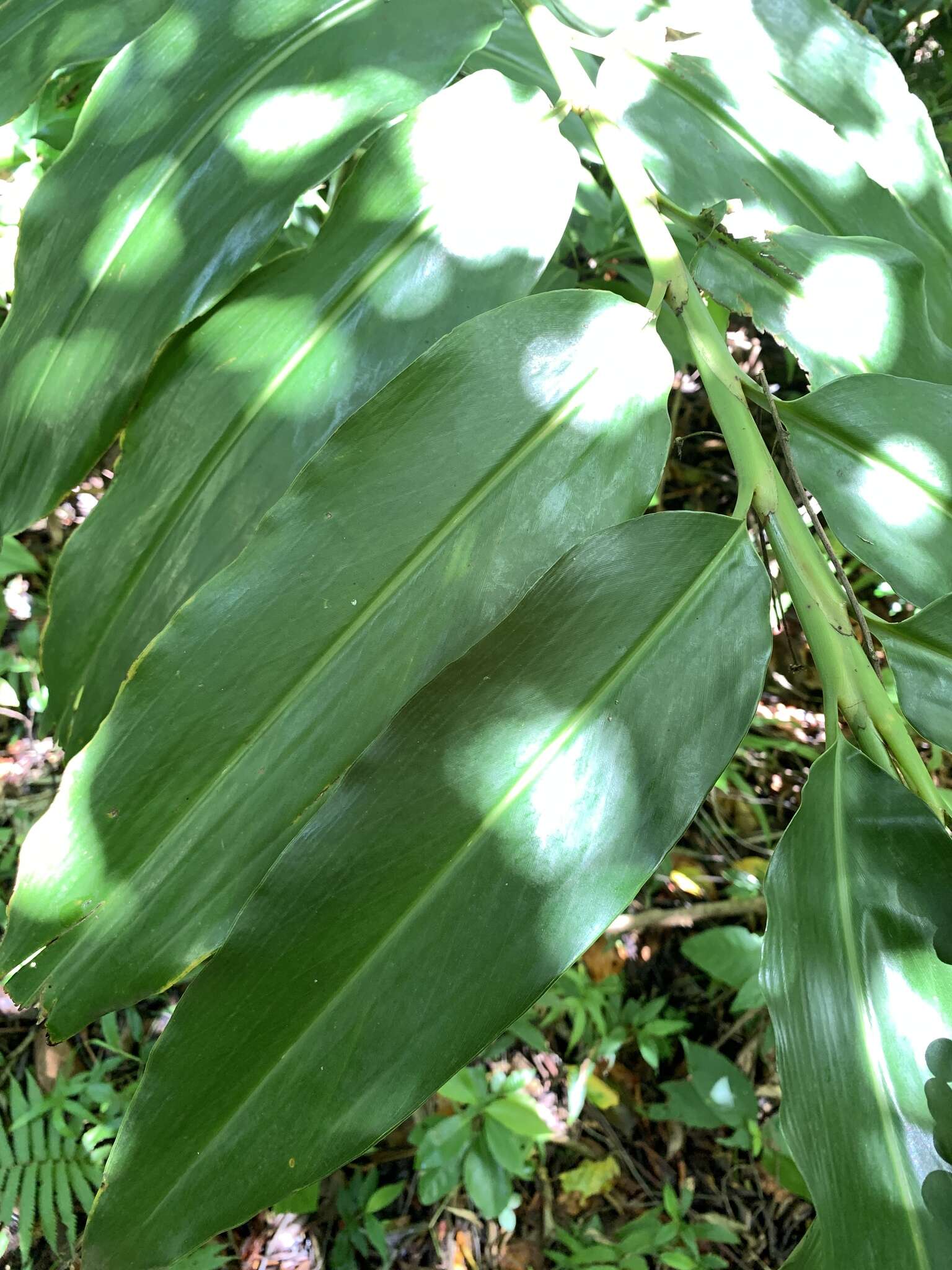 Image of Alpinia flabellata Ridl.