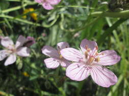 Image of sticky purple geranium