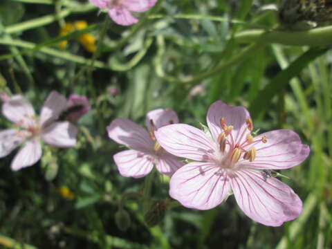 Imagem de Geranium viscosissimum Fisch. & C. A. Mey. ex C. A. Mey.