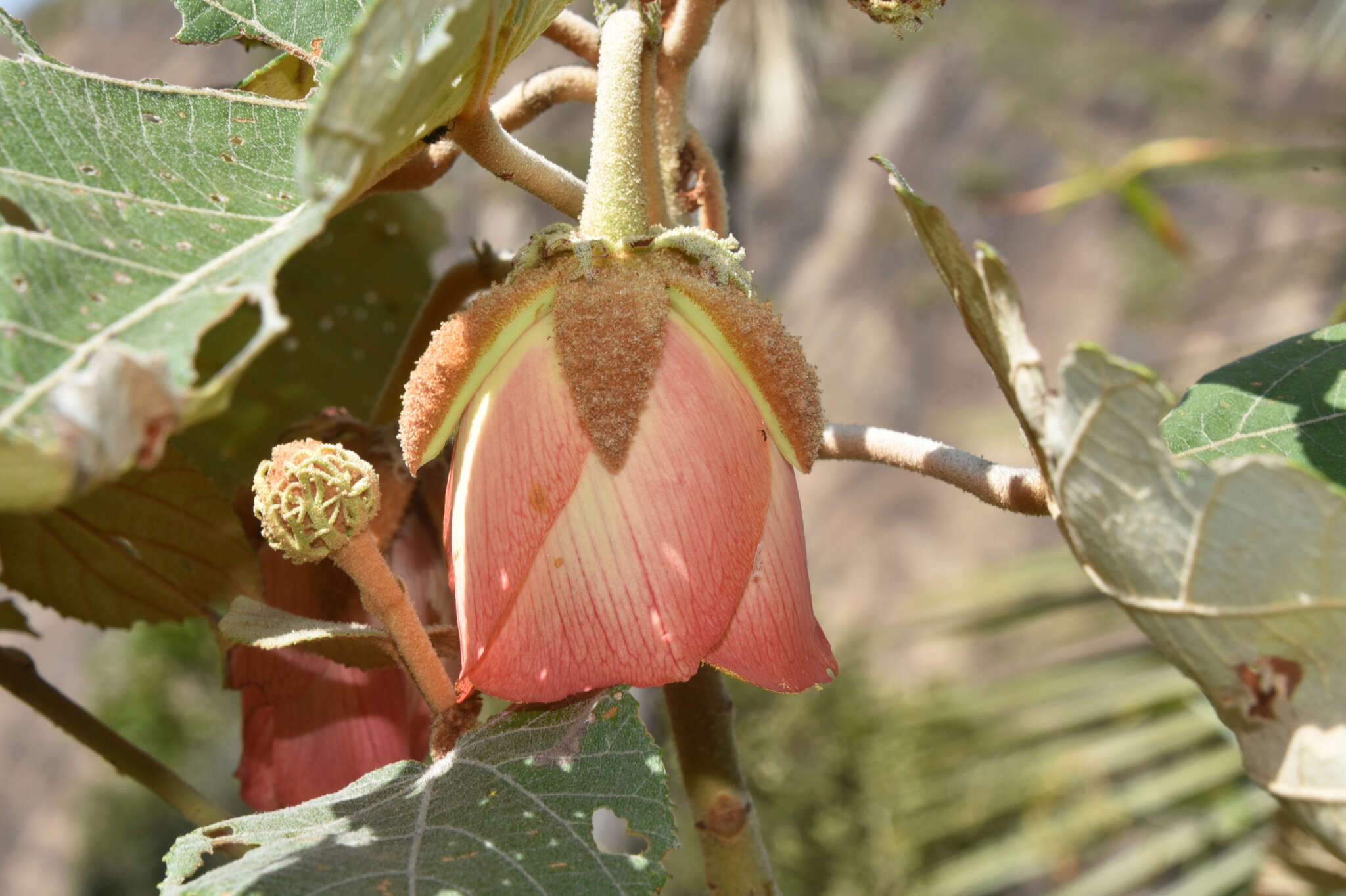 Image of Andringitra macrantha (Baker) Skema